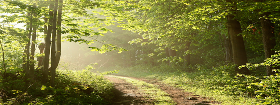 forest The ABLE Institute